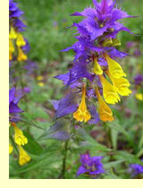 Марьянник дубравный, Иван-да-Марья (Melampyrum nemorosum L.) Марьянник дубравный, Иван-да-Марья (Melampyrum nemorosum L.)